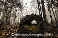 NSW Bushfires Australia Photo - Gary Bell