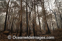 Bushfires Australia Photo - Gary Bell