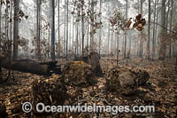 Bushfires Australia Photo - Gary Bell