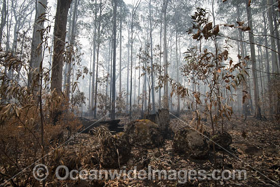 Australian Bushfires photo Australian Bushfires photo