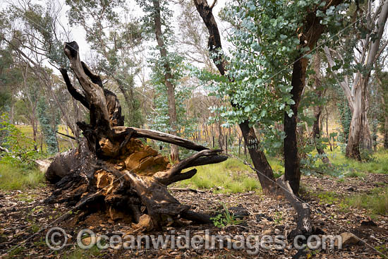 Forest Regrowth Australia photo Forest Regrowth Australia photo