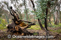 Forest Regrowth Australia Photo - Gary Bell