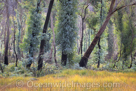 Forest Regrowth Australia photo Forest Regrowth Australia photo