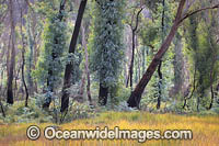 Forest Regrowth Australia Photo - Gary Bell