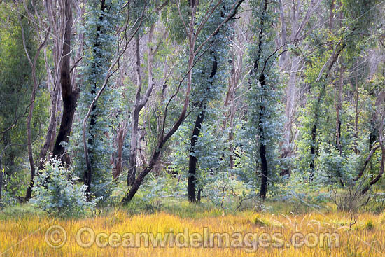 Forest Regrowth Australia photo Forest Regrowth Australia photo