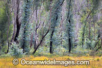 Forest Regrowth Australia Photo - Gary Bell
