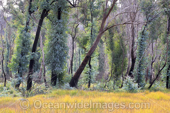 Forest Regrowth Australia photo Forest Regrowth Australia photo