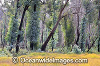 Forest Regrowth Australia Photo - Gary Bell