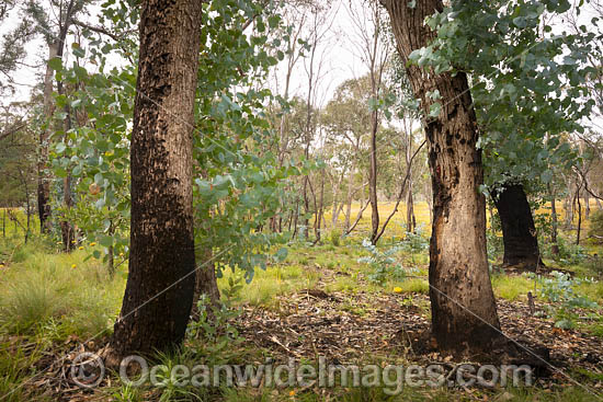 Forest Regrowth Australia photo Forest Regrowth Australia photo