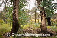 Forest Regrowth Australia Photo - Gary Bell