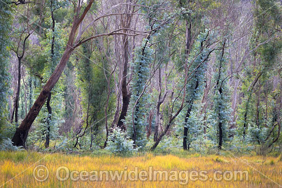 Forest Regrowth Australia photo Forest Regrowth Australia photo