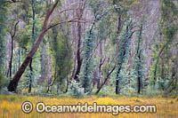 Forest Regrowth Australia Photo - Gary Bell