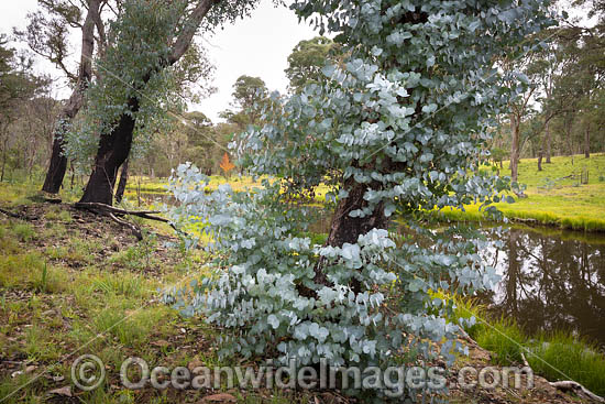 Forest Regrowth Australia photo Forest Regrowth Australia photo