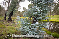 Forest Regrowth Australia Photo - Gary Bell