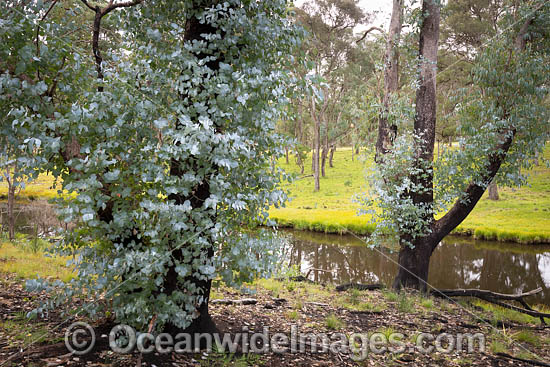Forest Regrowth Australia photo Forest Regrowth Australia photo