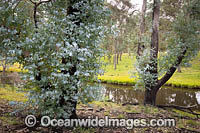 Forest Regrowth Australia Photo - Gary Bell
