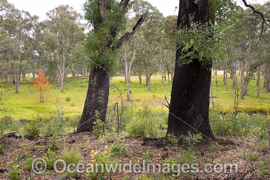 Forest Regrowth Australia photo Forest Regrowth Australia photo