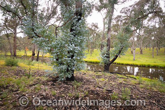 Forest Regrowth Australia photo Forest Regrowth Australia photo