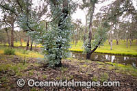 Forest Regrowth Australia Photo - Gary Bell