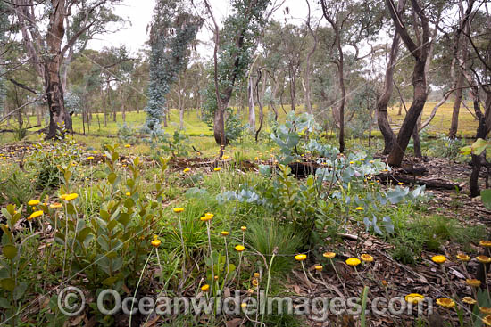 Forest Regrowth Australia photo Forest Regrowth Australia photo
