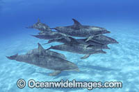 Atlantic Spotted Dolphins Photo - David Fleetham