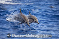 Spinner Dolphins Photo - David Fleetham