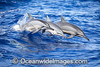 Spinner Dolphins Photo - David Fleetham