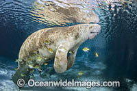 Cichilds around Florida Manatee Photo - David Fleetham