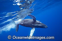 Humpback Whale underwater Photo - David Fleetham