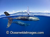 Humpback Whale underwater Photo - David Fleetham