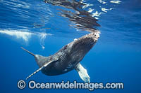 Humpback Whale Photo - David Fleetham