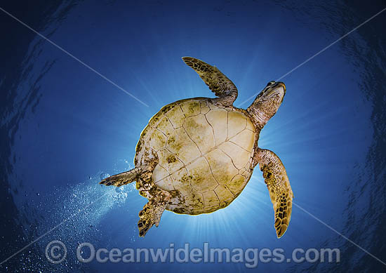 Green Sea Turtle photo Green Sea Turtle photo