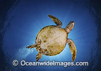 Green Sea Turtle Photo - David Fleetham
