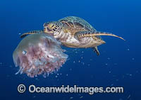 Green Turtle feeding on jellyfish Photo - David Fleetham