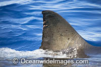 Great White Shark dorsal fin Photo - David Fleetham