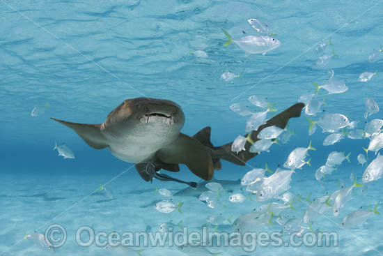 Nurse Shark with remora and Jacks photo