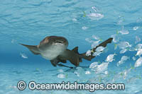 Nurse Shark with remora and Jacks Photo - David Fleetham