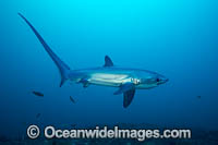 Thresher Shark Alopias pelagicus Photo - David Fleetham
