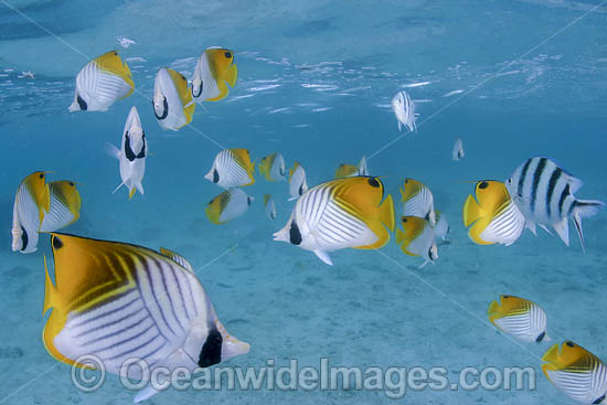 Threadfin Butterflyfish photo Threadfin Butterflyfish photo