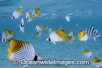 Threadfin Butterflyfish Photo - David Fleetham
