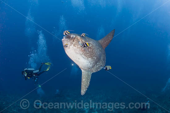 Ocean Sunfish photo Ocean Sunfish photo
