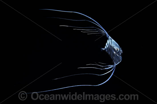 Threadfin Jack photo Threadfin Jack photo