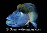 Napolean Wrasse Photo - David Fleetham
