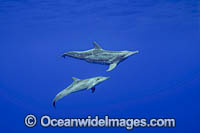 Rough-toothed Dolphin Photo - David Fleetham
