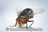 Blow Fly Photo - Gary Bell