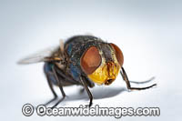 Blow Fly Photo - Gary Bell