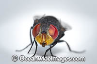 Blow Fly Photo - Gary Bell