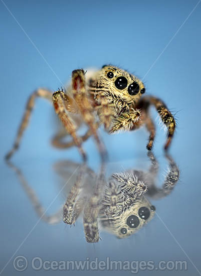 Jumping Spider photo Jumping Spider photo
