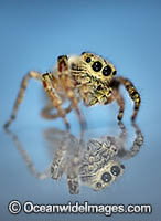 Jumping Spider Photo - Gary Bell