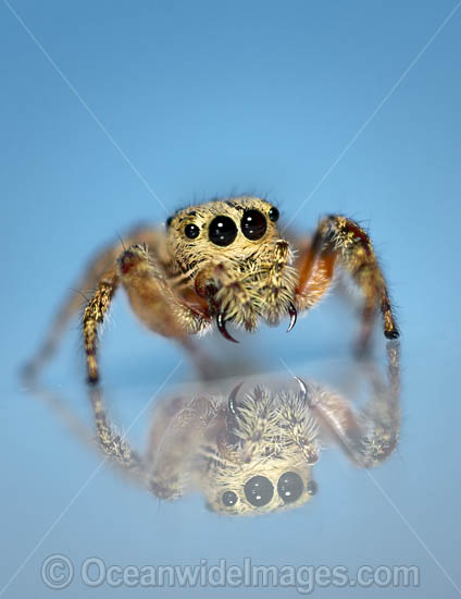 Jumping Spider photo Jumping Spider photo